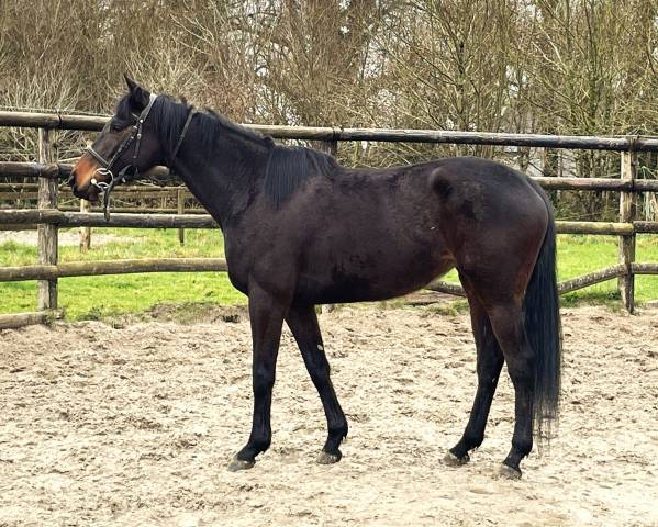 Jument aqps 8 ans / jouvencia