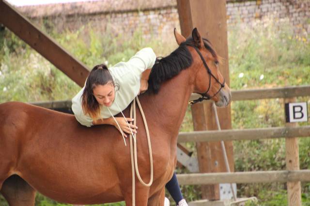 Débourrage et education jeunes chevaux