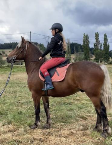 Hongre 3 ans trait x sf x frison