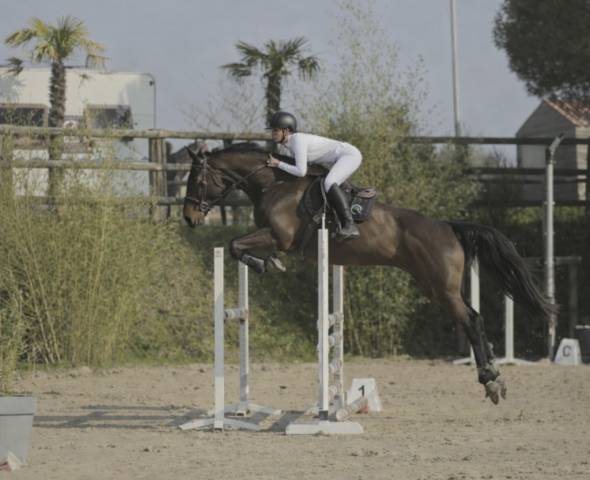 Hongre prêt 115/120 