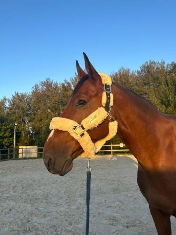 Hongre 11 ans nabab x diamant 