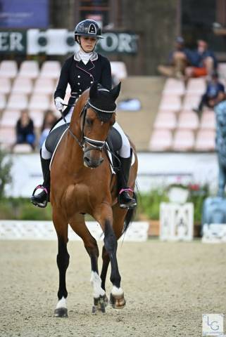 Hongre - bwp - 15 ans - dressage / cdi yr - france