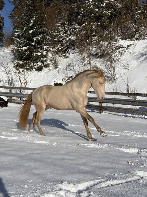 Entier pure race espagnole