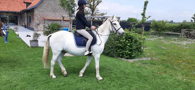 Vends poney de loisirs gris onc 26 ans