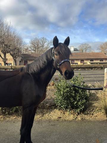 Litchy, ponette d sortie en concours