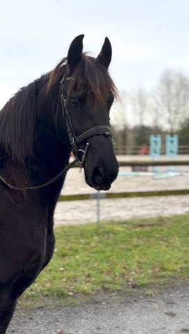 Superbe jument frison sport 7 ans