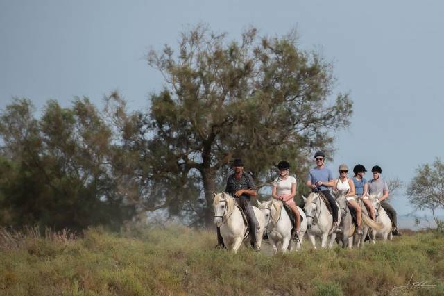 Guide équestre dans une manade en camargue