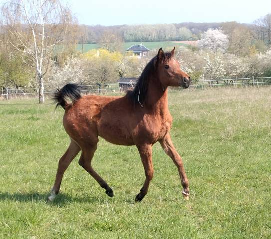 A vendre pouliche psa