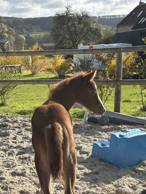 Pouliche 2026 – origines sport de haut niveau