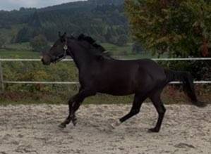 à vendre direct éleveur hongre sf 4 ans