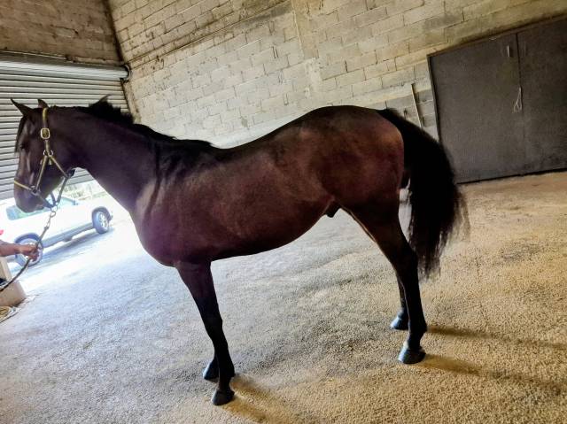 Emisko du cayrou  - entier mâle bai 1,56m arabe