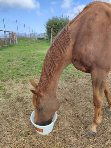 Cheval de randonnée 