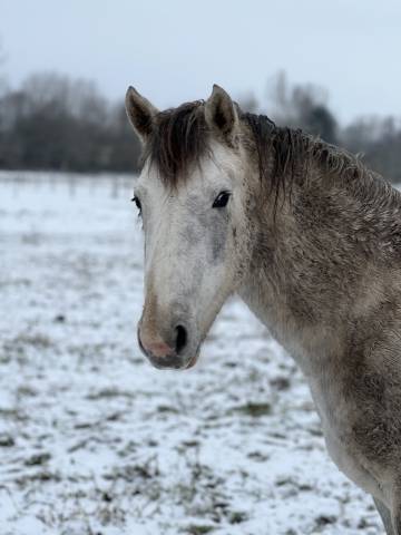 Poulain pfs 2023 – nirvana de lamour – origines sport c