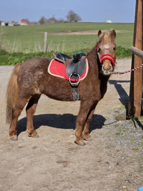 Ponette de confiance et d'expérience 