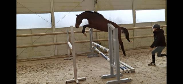 Selle français 3 ans