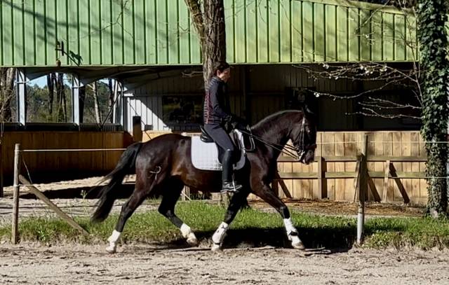 Hongre noir croisé lusitanien 