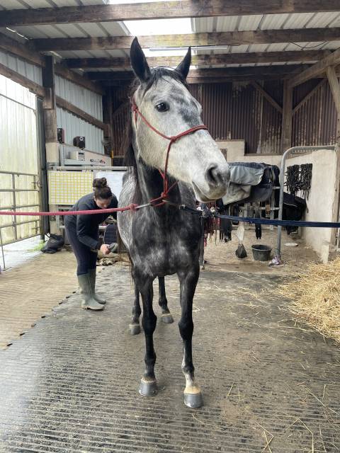 A vendre : flicka, onc type aqps, 6 ans en mai