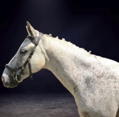 Poney français de selle à vendre