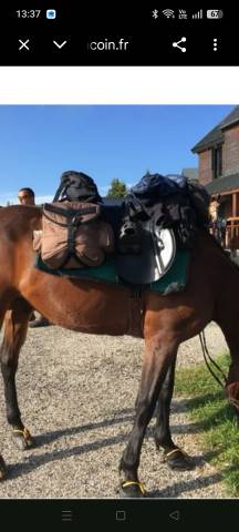 Selle stubben scout 17