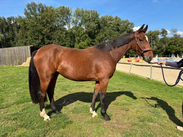 Jument de 4 ans, belles allures, idéale amateur