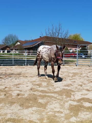 Legendary silver blade - mâle appaloosa aphc