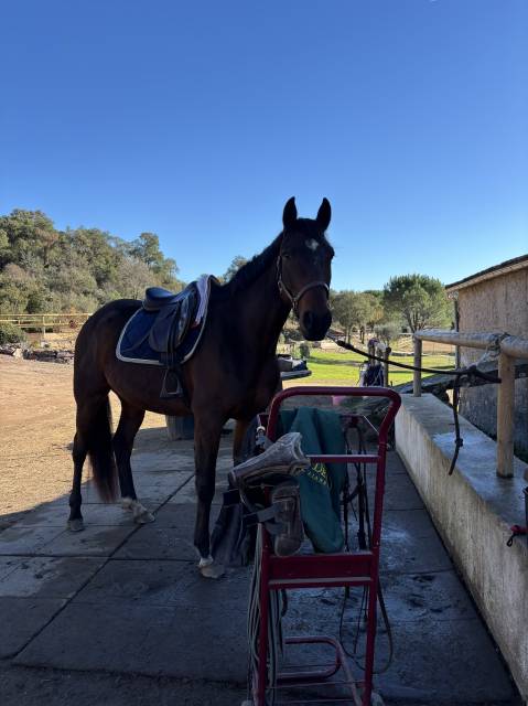 Urgent - trotteur 5 ans