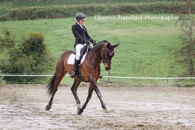 Top cheval dressage (pour st george mini à terme)