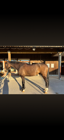 Hongre 9 ans 15000€