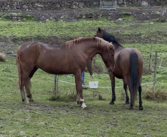 Saillie pure race espagnole