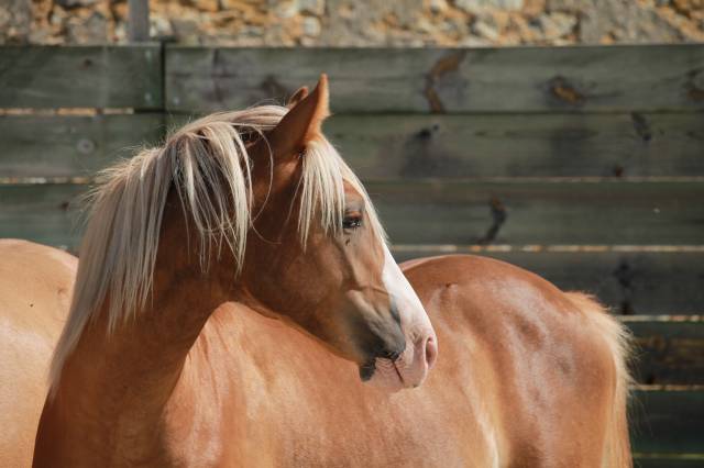 Mâle pfs 2 ans par dragibus du rouget