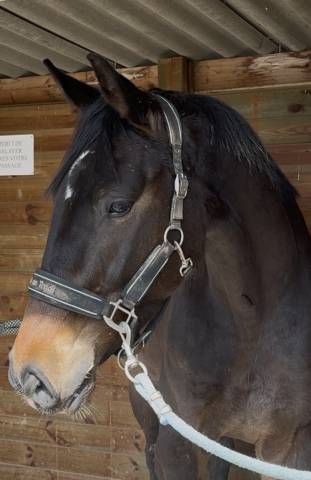 Hongre cso 1m70 radios ok