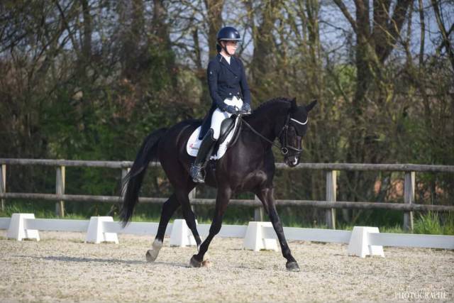 Vends superbe jument dressage et cso
