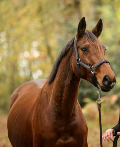 Jument selle français
