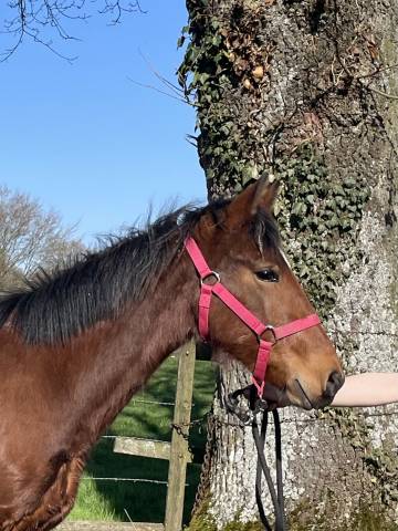 Poulain connemara part bred 