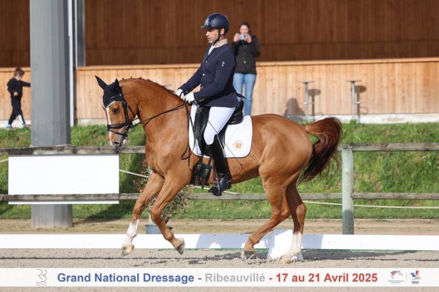 Hongre- selle français - 11 ans - dressage - france