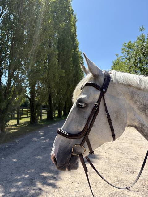 Location sur 2 ans - hongre - toutes disciplines 