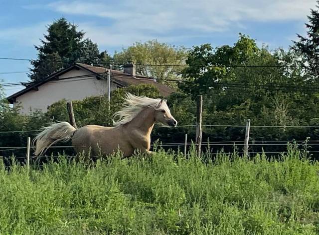 étalon welsh pony palomino 