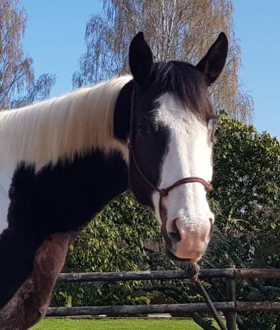 Grande jument pp paint horse