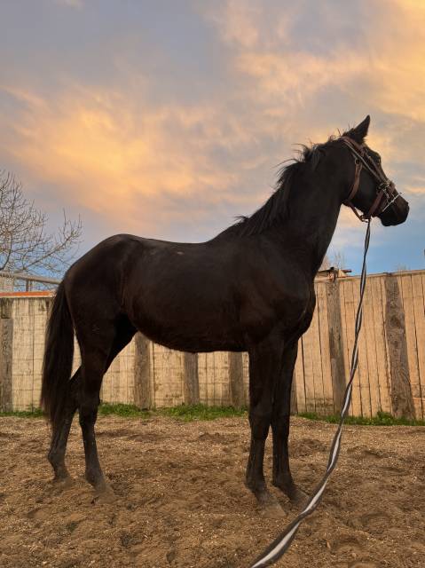 Magnifique hongre 3 ans sf noir