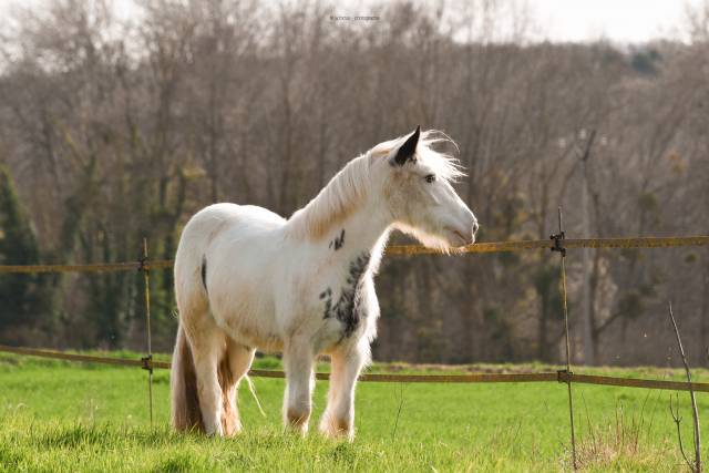 Jument irish cob débourée