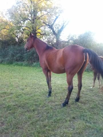 Jument quarter horse x psa 4 ans