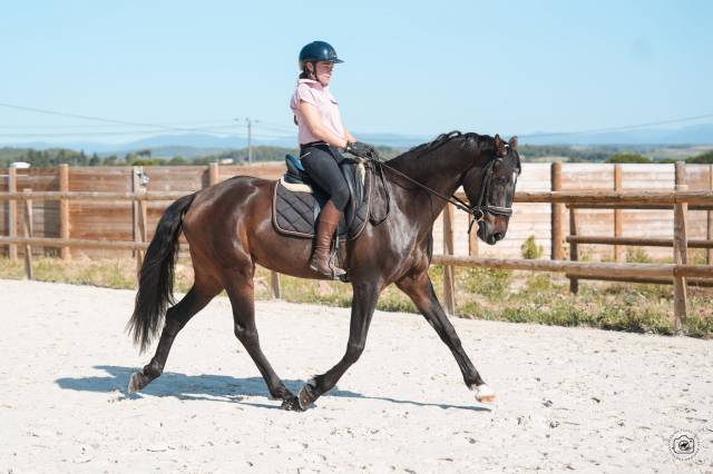 Jument - kwpn  - 6 ans - dressage - france