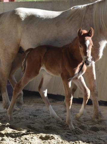 Pouliche selle français 