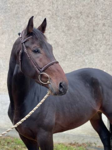 ? demi-pension – beau hongre de 8 ans