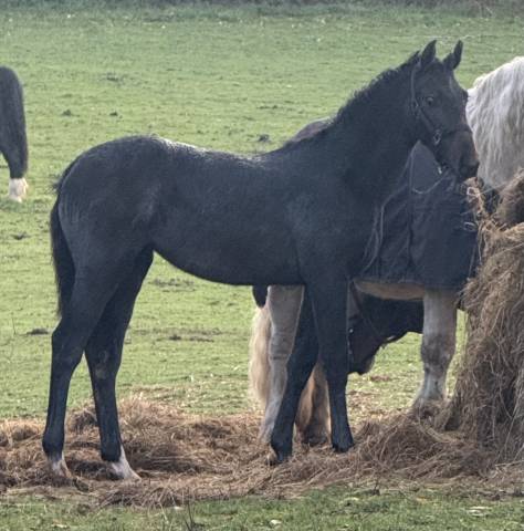 Pouliche selle français 1 an 