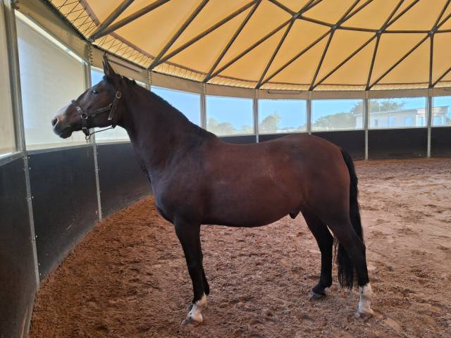 Baracouda - hongre de 14 ans