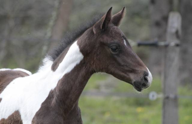 Poulain mâle pie bai