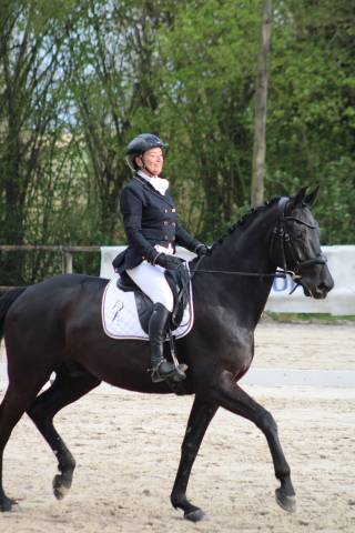 Cheval dressage top origine