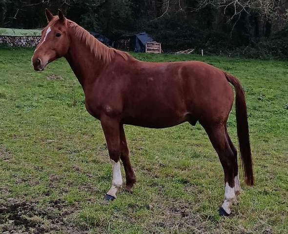 Cheval 13 ans  cso, balades, dressage