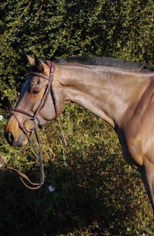 Super jument de 6 ans 